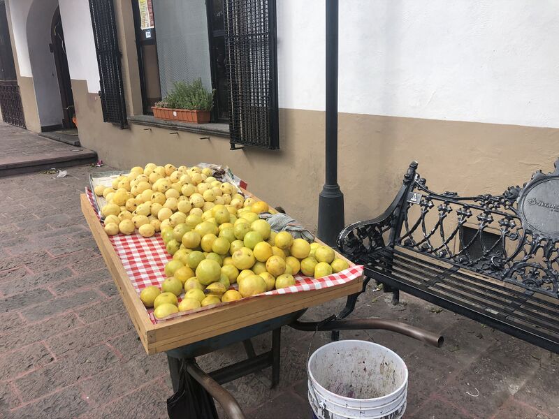 File:Psidium guajava en tequisquiapan.jpg