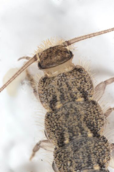 File:Silverfish head close-up.jpg