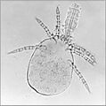 Thumbnail for version as of 22:26, 8 June 2026