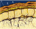 Thumbnail for version as of 11:35, 20 May 2026