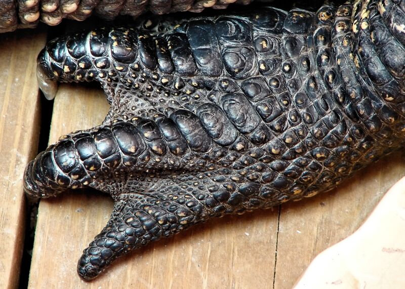 File:Alligator foot detail.jpg