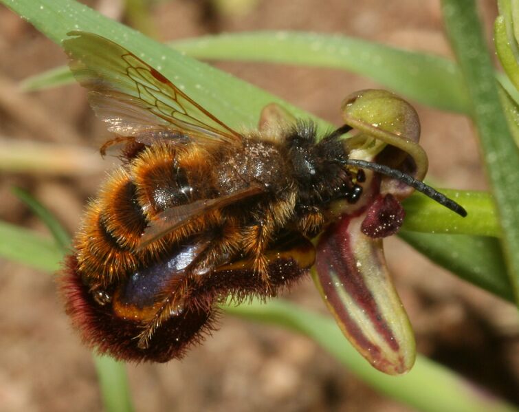 File:Dasyscolia ciliata.jpg
