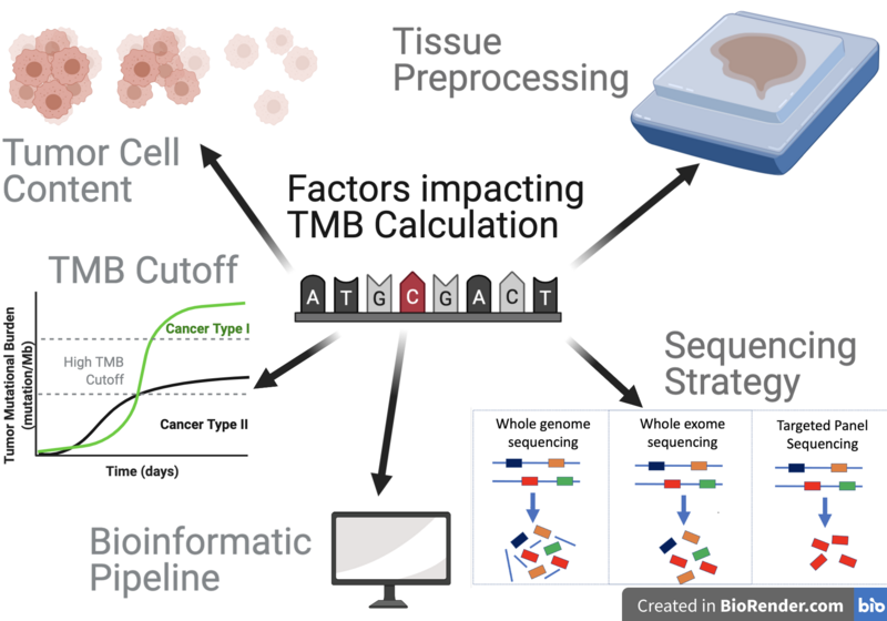 File:Factors influencing TMB Calculation.png