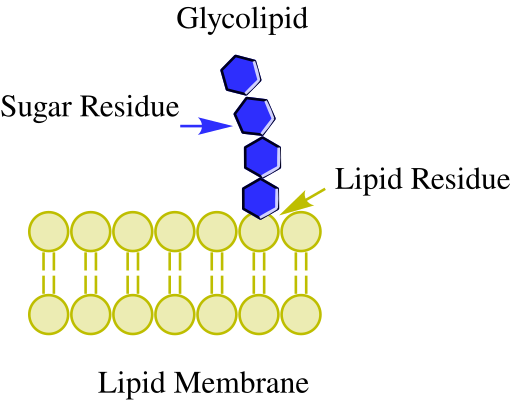 File:Glycolipid.svg