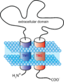 Schematic diagram of P2X purinoreceptor subunit