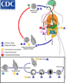 Thumbnail for version as of 19:18, 4 June 2026