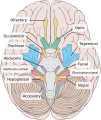 Brain human normal inferior view with labels