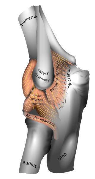 File:En-elbow joint.svg