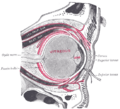 Levator palpebrae superioris muscle