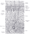 Gray's anatomy illustration of adipose tissue