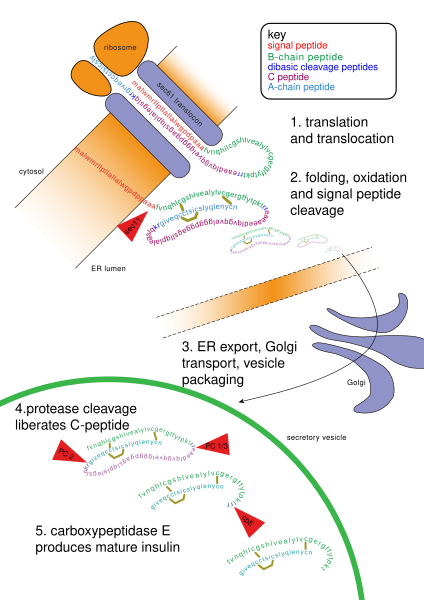 File:Insulin path.svg