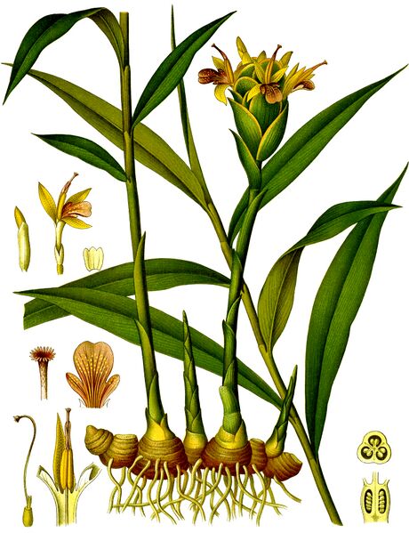 File:Koeh-146-no text.jpg