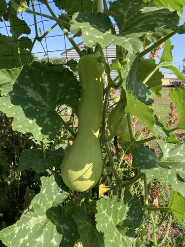 File:Tromboncino squash.jpg