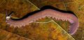 Protostome