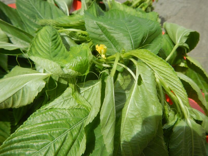 File:1612Saluyot Philippines Leaves Flowers 08.jpg