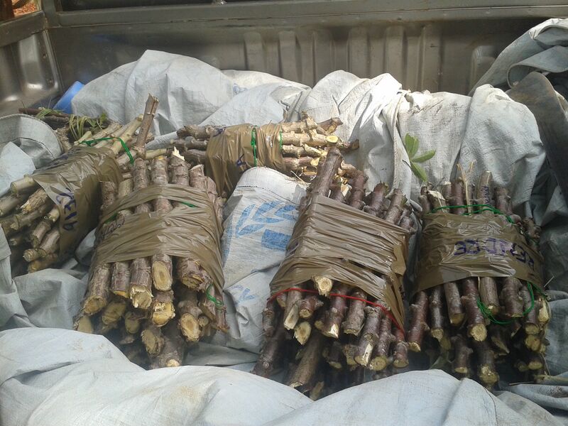 File:Boutures de manioc.jpg