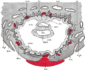 Gray's Anatomy illustration 32