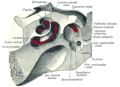 Anatomy of the inner ear
