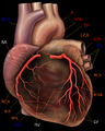 Left coronary artery