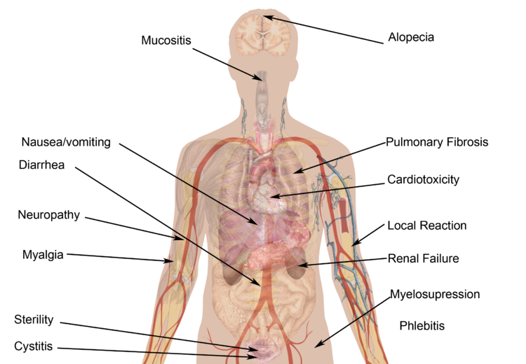 File:Side Effects of Chemotherapy.png