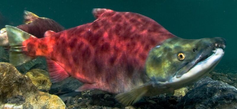 File:Sockeye salmon swimming right (cropped).jpg