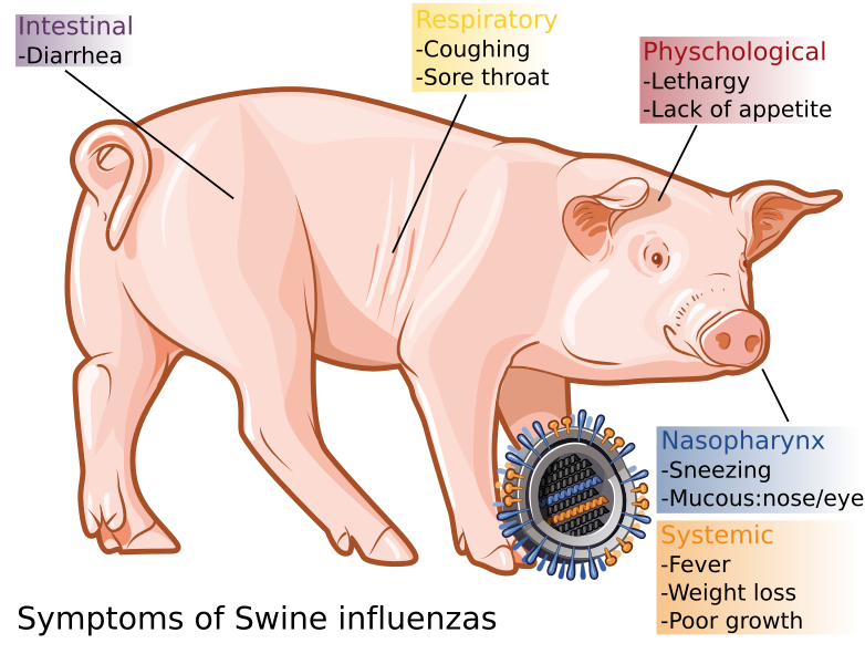 File:Swine influenza symptoms on swine-en.svg