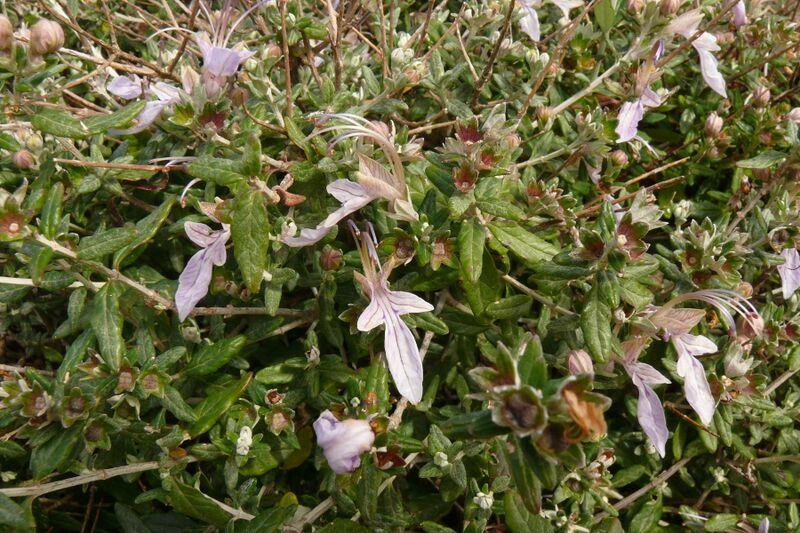 File:Teucrium fruticans detail.JPG