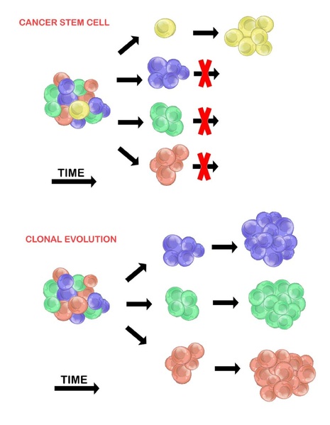 File:Tumour heterogeneity CSC vs stochastic.pdf