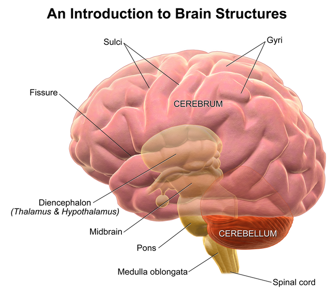 File:Blausen 0115 BrainStructures.png