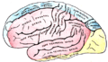 Gray's Anatomy plate 517 showing the brain