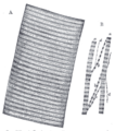 Thumbnail for version as of 17:28, 18 May 2026