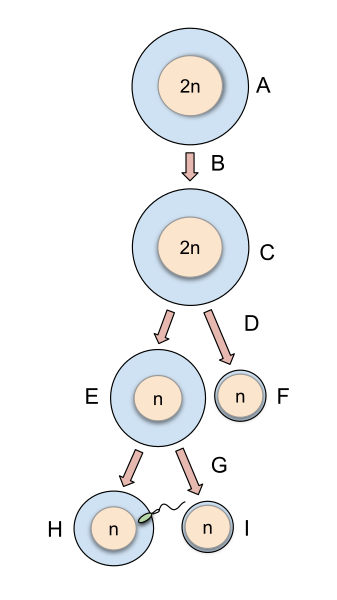 File:Oogenesis.svg