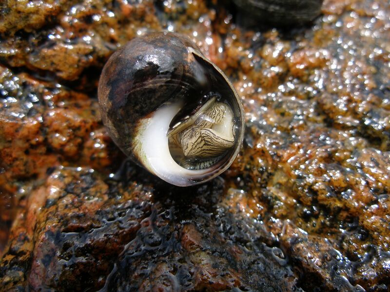 File:Sea snail, underneath, full view.jpg