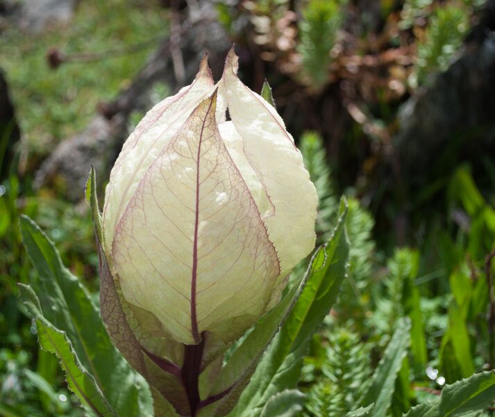 File:Brahmakamal Kaluvinayak Chamoli Uttarakhand 2014-08-23.jpg