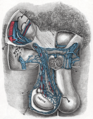 Testicular artery