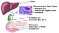 Hepato-biliary anatomy illustration