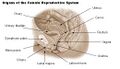 Female reproductive system illustration