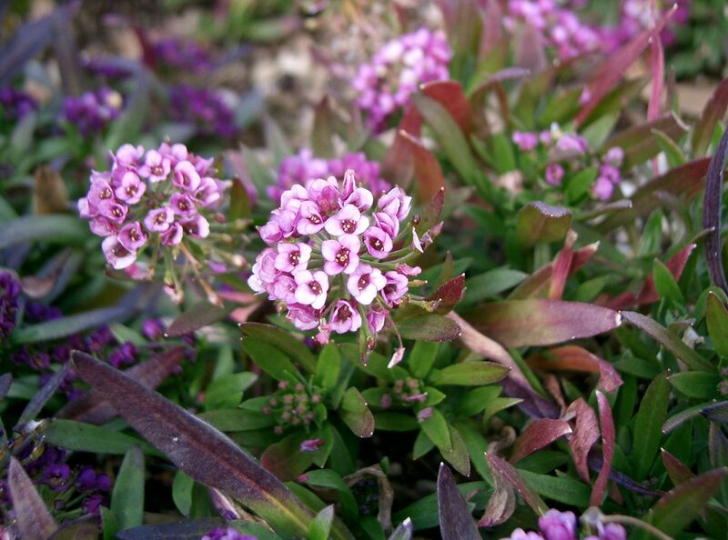 File:Lobularia maritima3.jpg