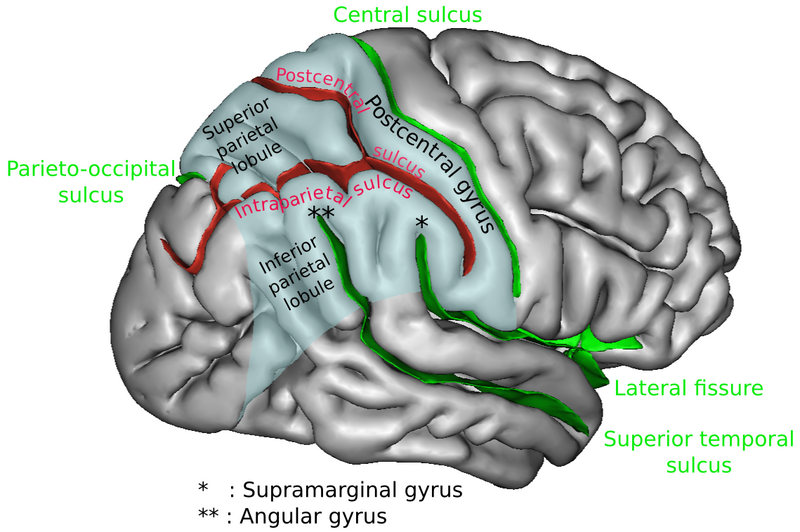 File:ParietCapts lateral.png