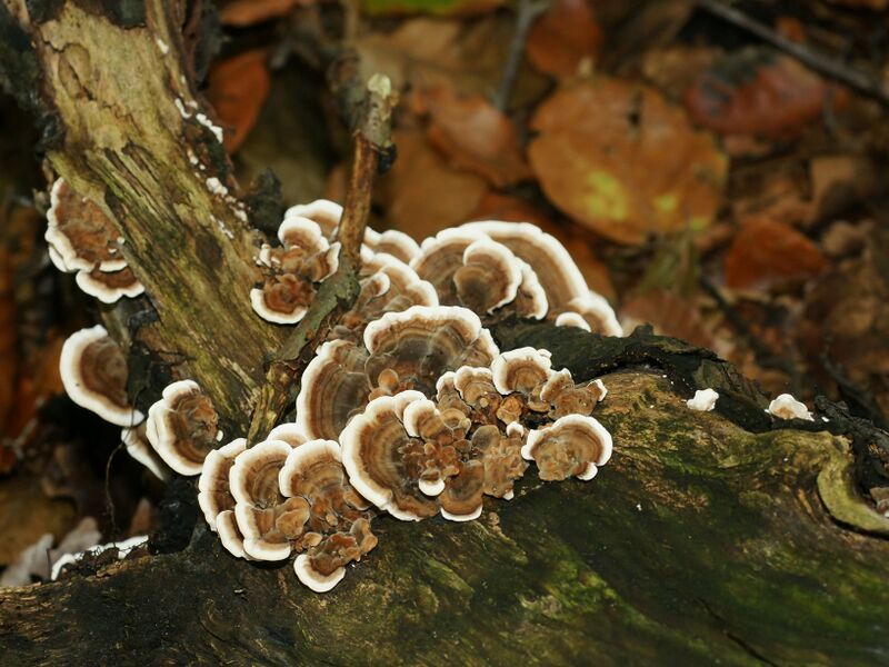 File:Trametes versicolor.jpg