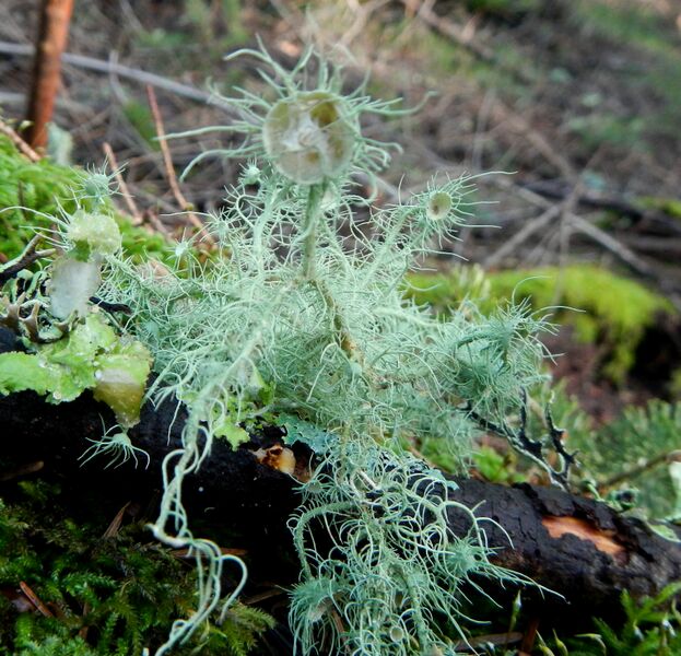 File:Usnea intermedia 301182.jpg