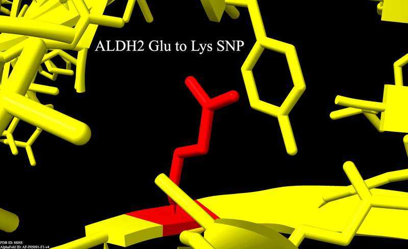File:ALDH2 Varied SNP.png