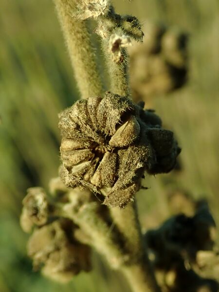 File:Althaea officinalis 2019-12-13 5769.jpg