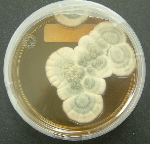File:Penicillium notatum.jpg