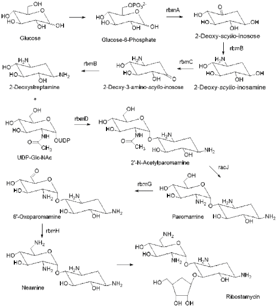 File:Ribostamycin Proposedbiosynthesis.gif