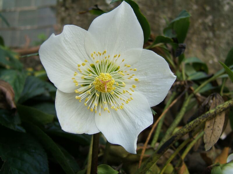 File:2006-12-18Helleborus niger19.jpg