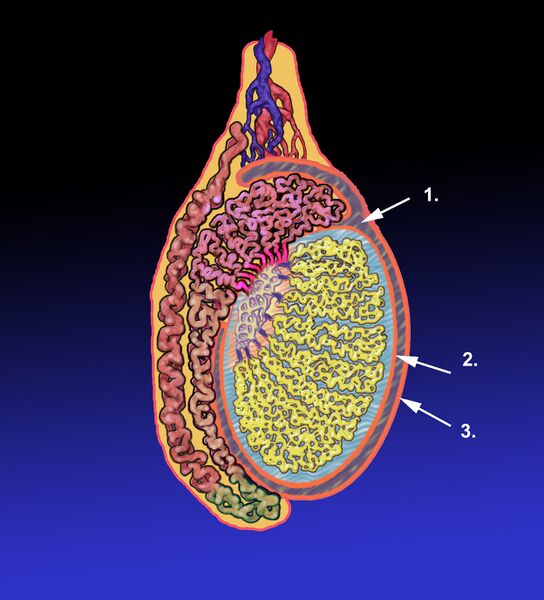 File:Tunica vaginalis.jpg