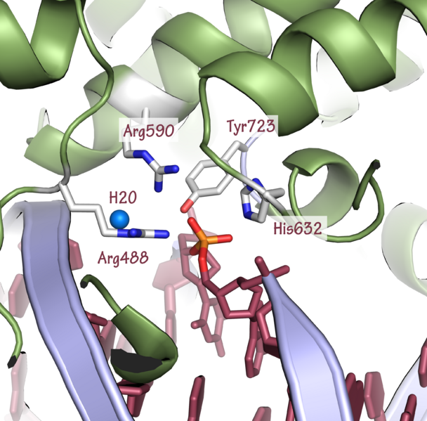 File:1a36 topoisomerase-IB-active-site.png