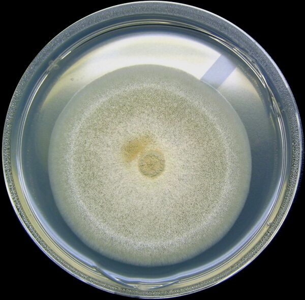 File:Aspergillus nidulans.jpg
