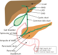 Diagram of the biliary system